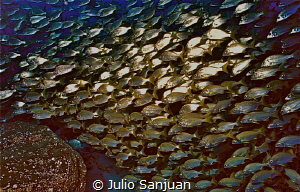 Fish shoal in Isla del Hierro, Canary Islands (Spain) by Julio Sanjuan 